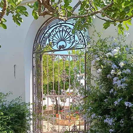 Olivo Lloron * Montilla