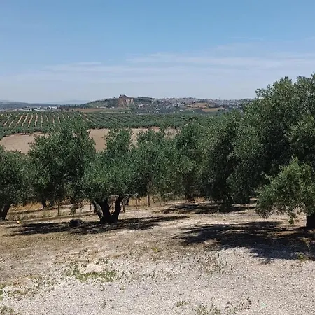 Villa Olivo Lloron Montilla