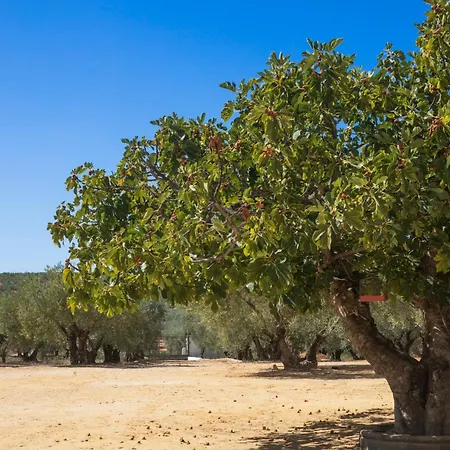 Olivo Lloron * Montilla