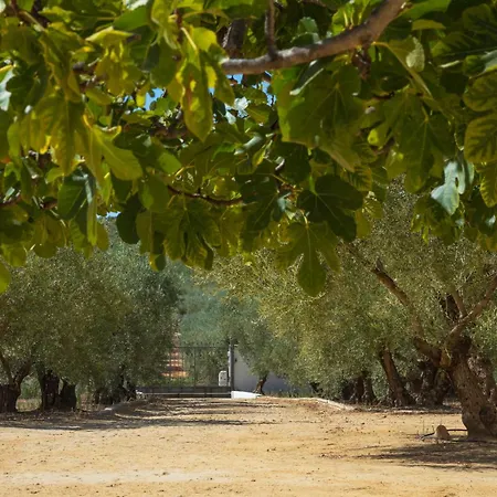 Olivo Lloron Montilla
